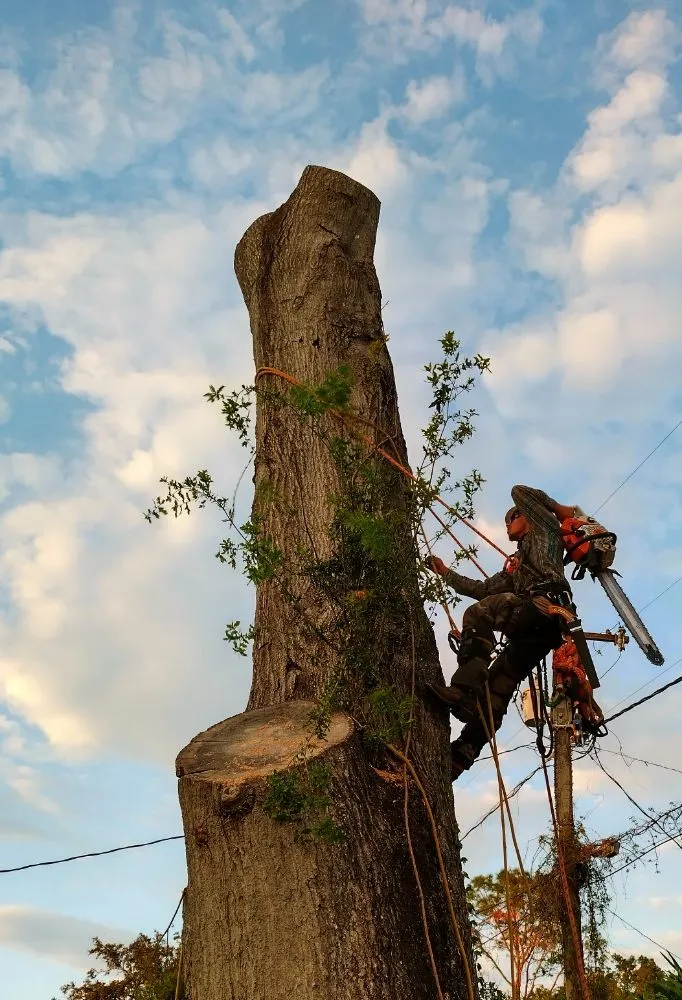 Expert yard maintenance for outdoor upgrades in Lakeland, FL by Eco Green Lawn & Tree's