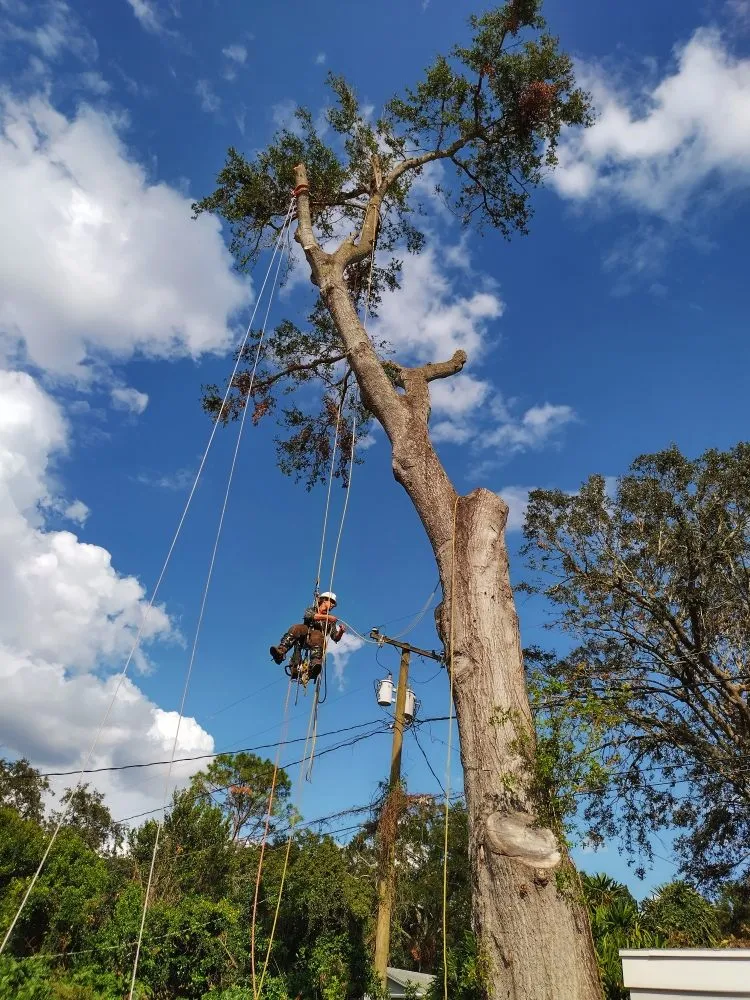 Expert garden landscaping experts serving Lakeland, FL - Eco Green Lawn & Tree's