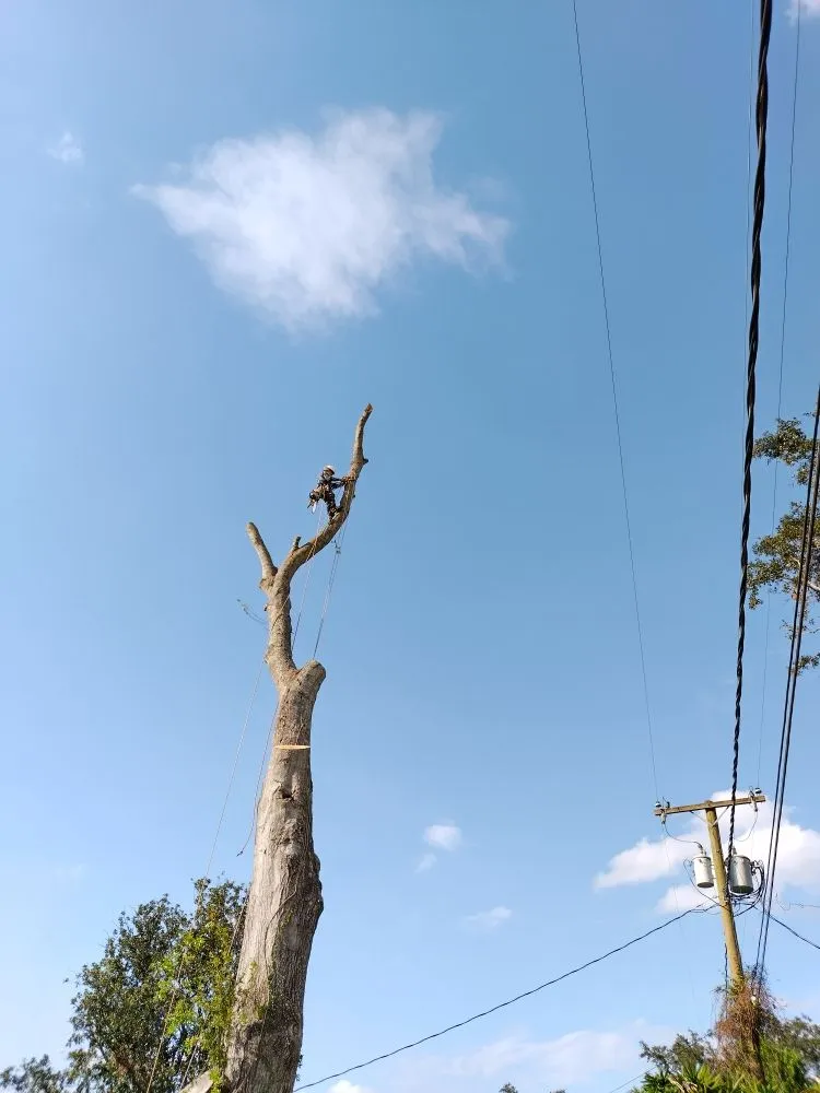 Custom garden landscaping for homes across Lakeland, FL - Eco Green Lawn & Tree's