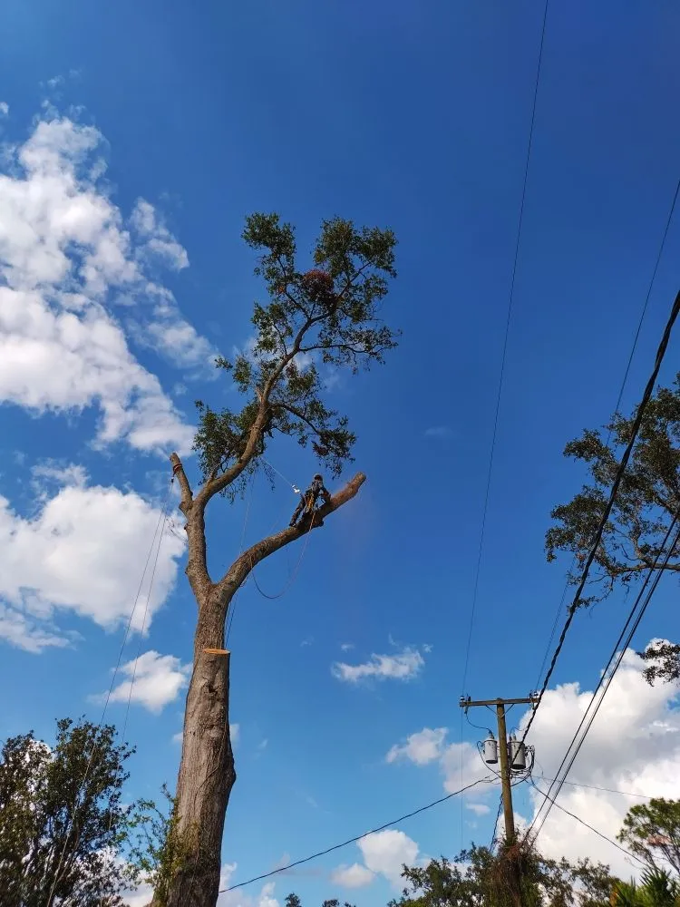 Local yard cleanup service for beautiful yards in Lakeland, FL by Eco Green Lawn & Tree's