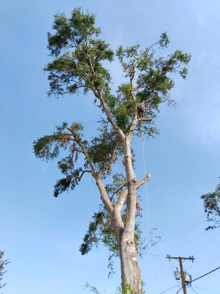 Local outdoor landscaping for year-round maintenance across Lakeland, FL - Eco Green Lawn & Tree's