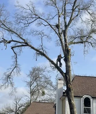 Eco Green Lawn & Tree's Logo