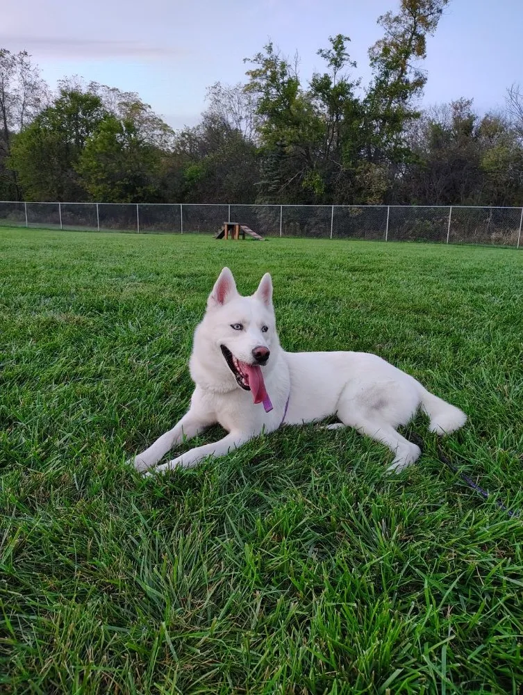 Top-rated yard cleanup service with custom design across Delavan, WI - Eco Home Services