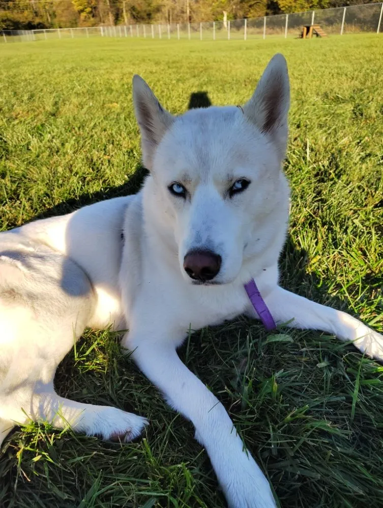 Trusted yard maintenance in Delavan, WI by Eco Home Services