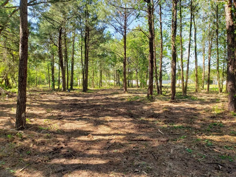 Custom lawn mowing service for outdoor upgrades in Dover, NC by Eco land management