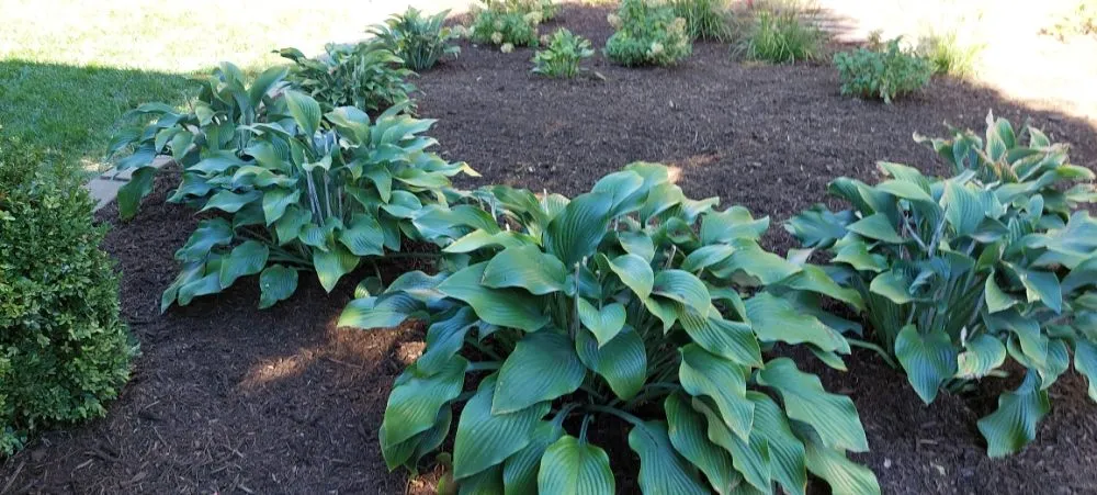 Trusted yard cleanup service in Urbana, IL - Eco-Land Mowing Service