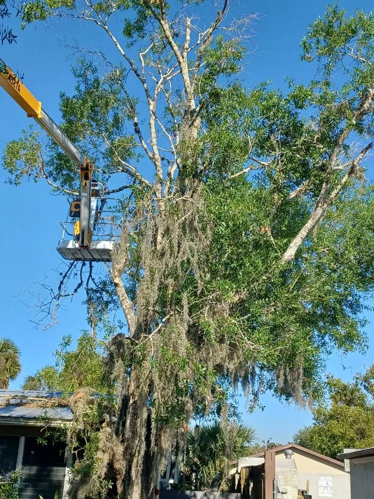 Top-rated residential landscaping for homes across Arcadia, FL - Eco Land Scapers