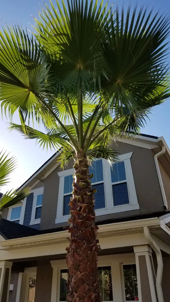 Affordable residential landscaping in Ocoee, FL by ECO LANDSCAPE & TREE