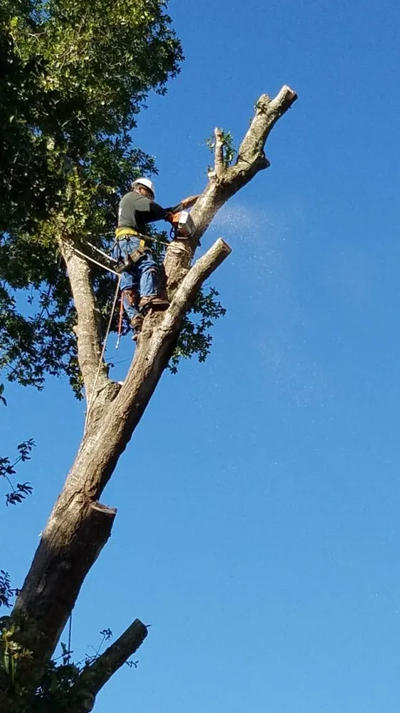 Top-rated outdoor landscaping for residential properties in Ocoee, FL by ECO LANDSCAPE & TREE