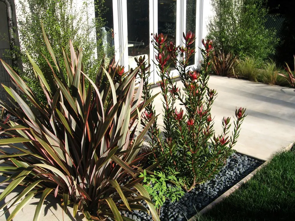 Trusted yard cleanup service for beautiful yards in Studio City, CA by Eco Landscape Design and Build