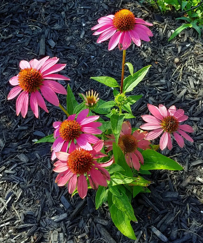 Custom landscape installation in Greencastle, IN by Eco Landscape