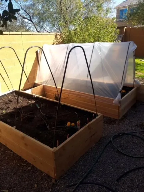 Expert yard cleanup service experts serving Surprise, AZ - Eco Landscape