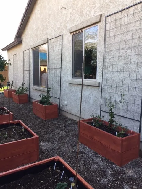 Professional landscaping services for homes across Surprise, AZ - Eco Landscape