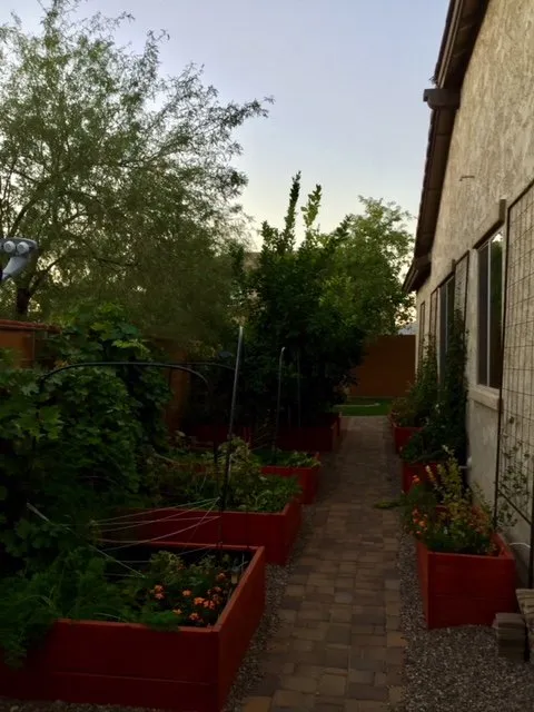 Affordable yard cleanup service in Surprise, AZ by Eco Landscape