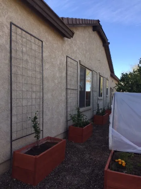 Top-rated outdoor landscaping for beautiful yards in Surprise, AZ by Eco Landscape