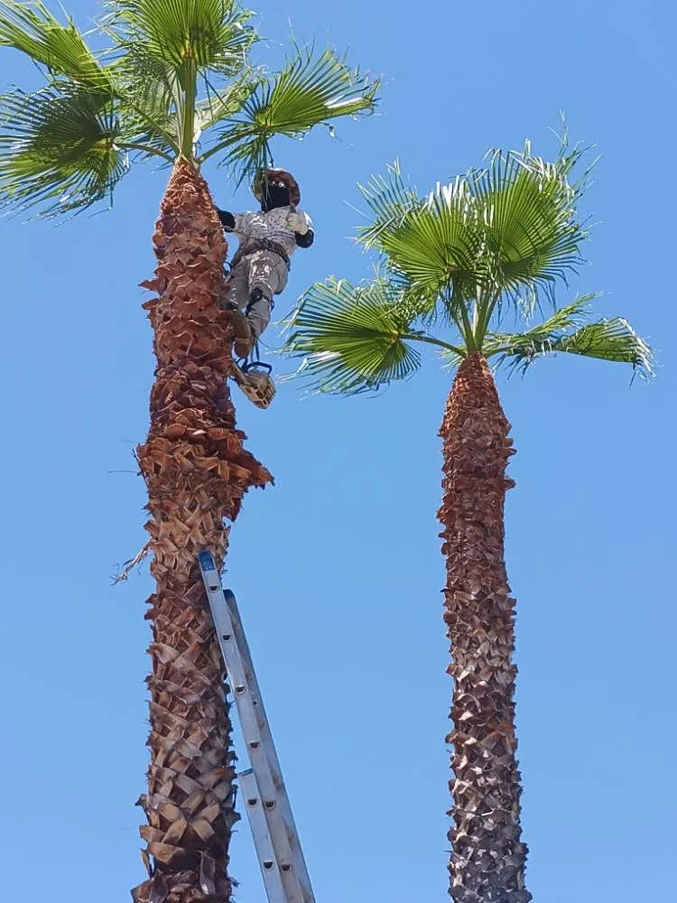 Affordable outdoor landscaping experts serving Tucson, AZ - Eco-Landscaping