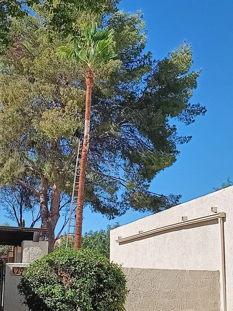 Expert residential landscaping in Tucson, AZ - Eco-Landscaping