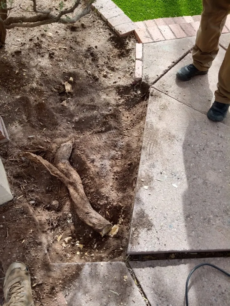 Trusted yard cleanup service in Tucson, AZ by Eco-Landscaping