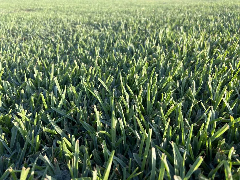 Affordable landscaping services for residential properties across Tampa, FL - Eco Lawn of Tampa