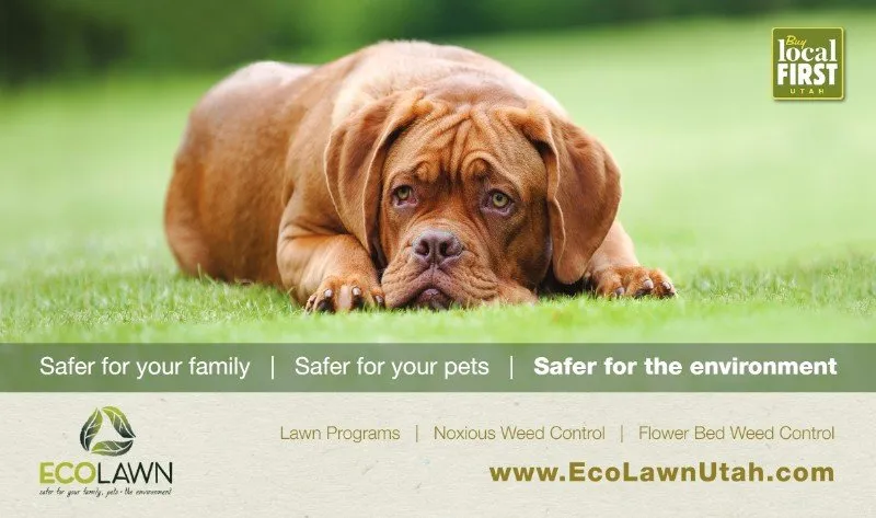 Local residential landscaping with custom design in Salt Lake City, UT by Eco Lawn