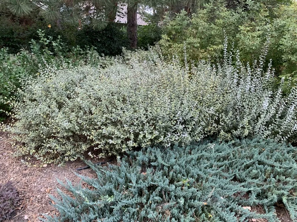 Local yard cleanup service for beautiful yards across Boulder, CO - Eco Lawnz