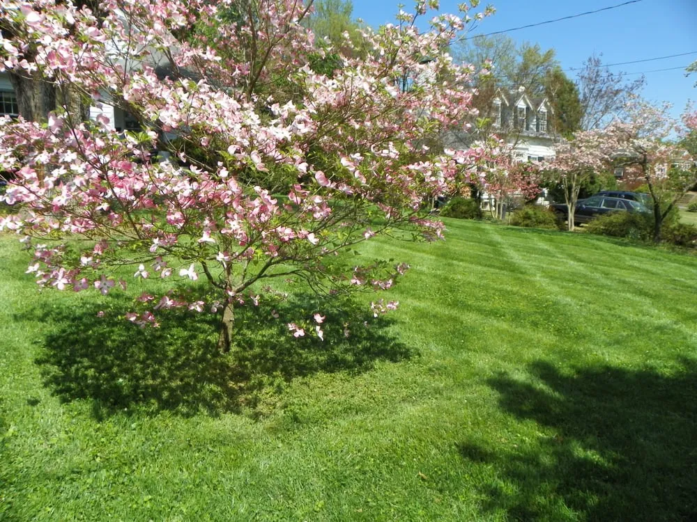 Expert lawn mowing service for beautiful yards across Earlysville, VA - Eco-Logic Natural Lawn Care and Landscaping