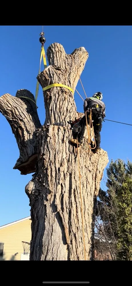 Local yard cleanup service in West Valley City, UT - Eco Mex