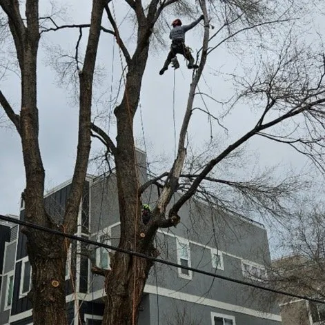 Local yard cleanup service experts serving West Valley City, UT - Eco Mex