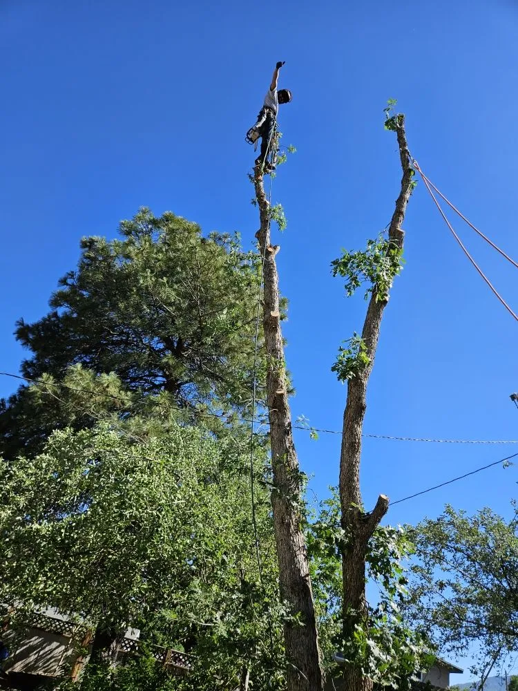 Local lawn care service for year-round maintenance across West Valley City, UT - Eco Mex