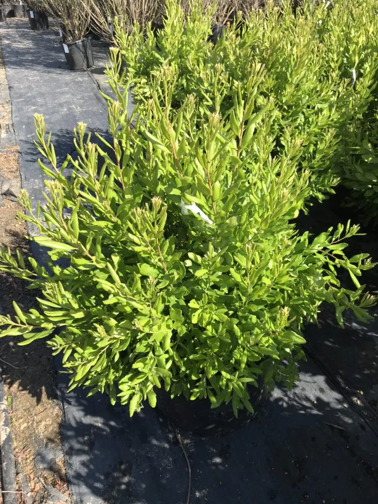 Local lawn care service for residential properties across East Hampton, NY - Eco Nature Janet Landscape Design