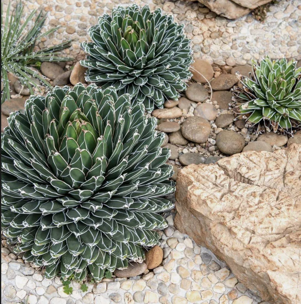 Reliable lawn care service in Glendale, CA by Eco Plus Landscaping