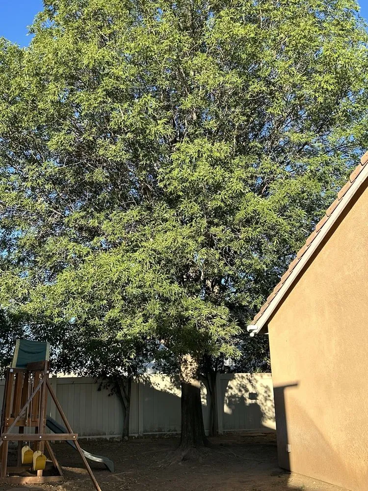 Custom lawn mowing service experts serving Riverside, CA - Eco Pro Arbor Care