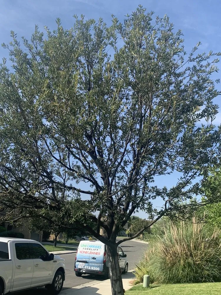 Local landscape design in Riverside, CA by Eco Pro Arbor Care