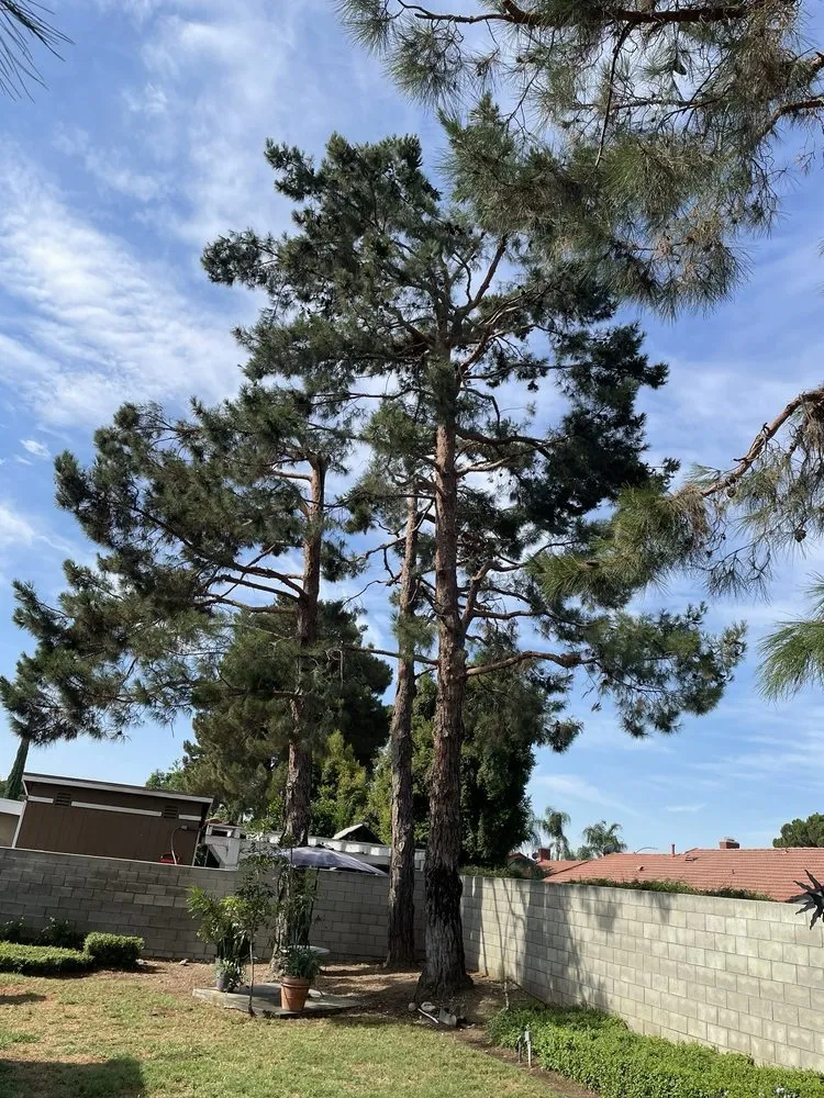 Expert outdoor landscaping in Riverside, CA by Eco Pro Arbor Care