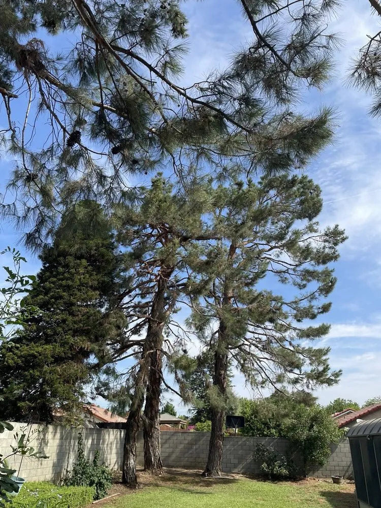 Expert outdoor landscaping experts serving Riverside, CA - Eco Pro Arbor Care