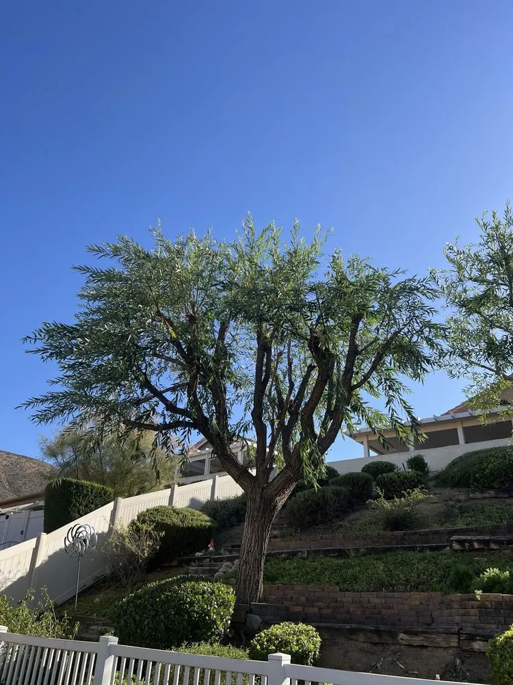 Trusted landscaping services for residential properties in Riverside, CA by Eco Pro Arbor Care