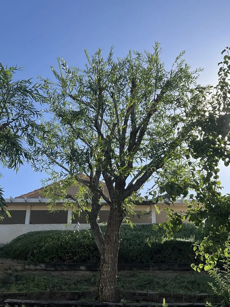 Reliable residential landscaping in Riverside, CA - Eco Pro Arbor Care