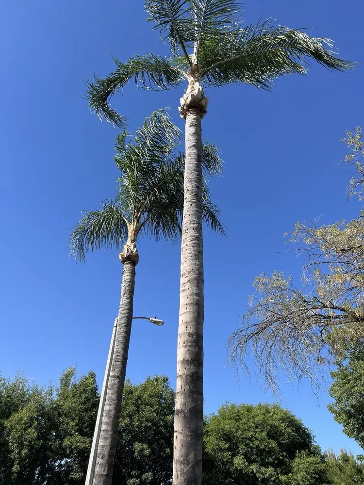 Reliable yard cleanup service for homes across Riverside, CA - Eco Pro Arbor Care