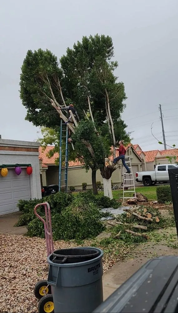 Professional landscape design near you across Longview, TX - Eco-Pro Tree and Hauling
