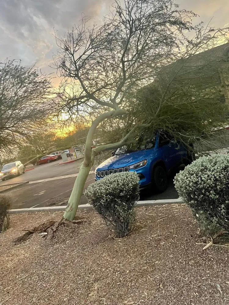 Reliable lawn care service in Longview, TX - Eco-Pro Tree and Hauling