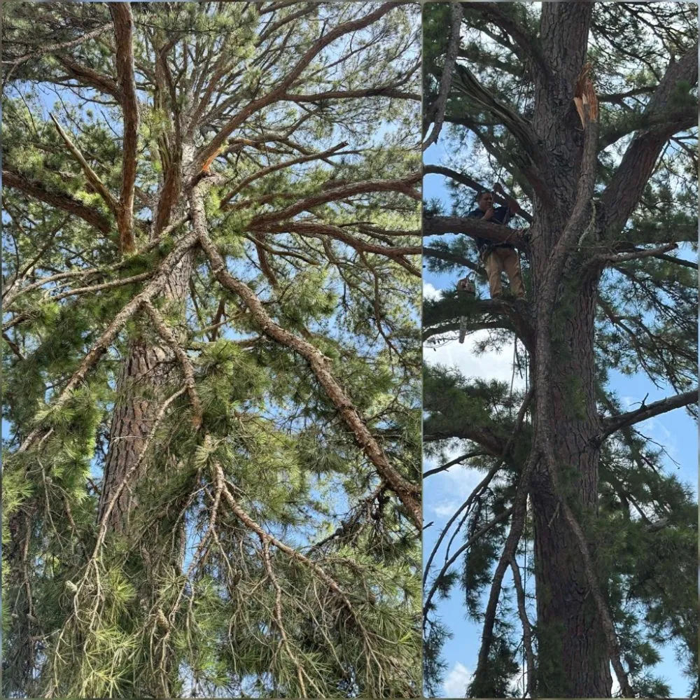 Custom lawn mowing service in Longview, TX by Eco-Pro Tree and Hauling