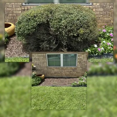 Eco-Pro Tree and Hauling Logo