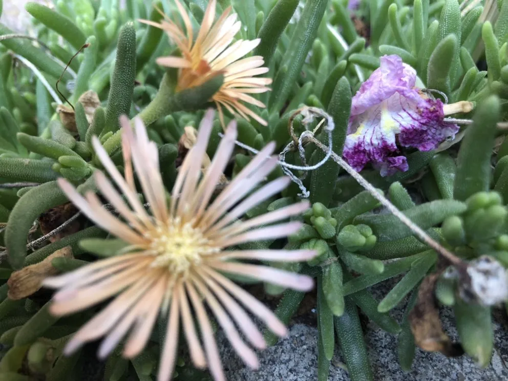 Top-rated residential landscaping in Albuquerque, NM by Eco Star Landscaping