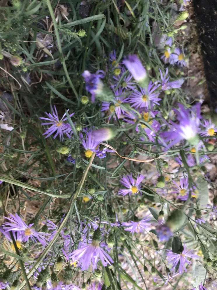 Local landscape installation experts serving Albuquerque, NM - Eco Star Landscaping