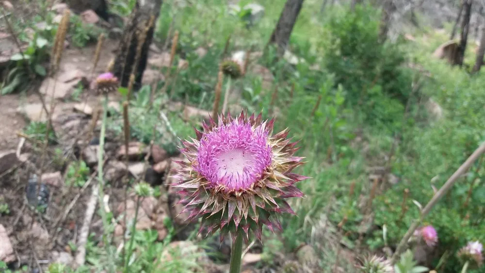 Trusted lawn mowing service in Colorado Springs, CO - Eco-Terra Gardens