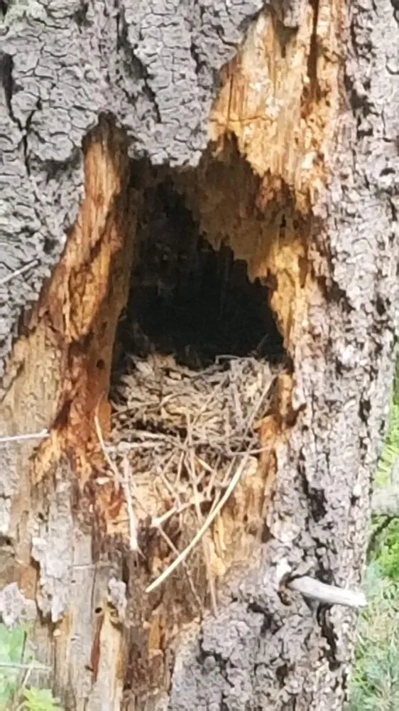 Custom yard cleanup service near you in Colorado Springs, CO by Eco-Terra Gardens