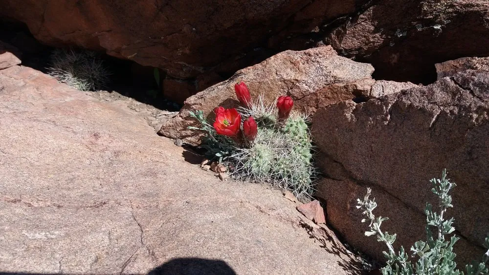 Expert yard cleanup service experts serving Colorado Springs, CO - Eco-Terra Gardens