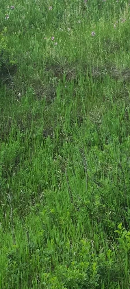 Local landscape design in Colorado Springs, CO by Eco-Terra Gardens