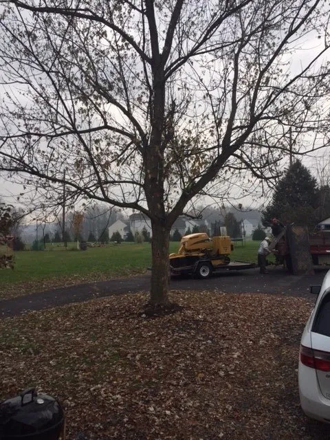 Professional landscaping services experts serving Bethlehem, PA - ECO Tree service