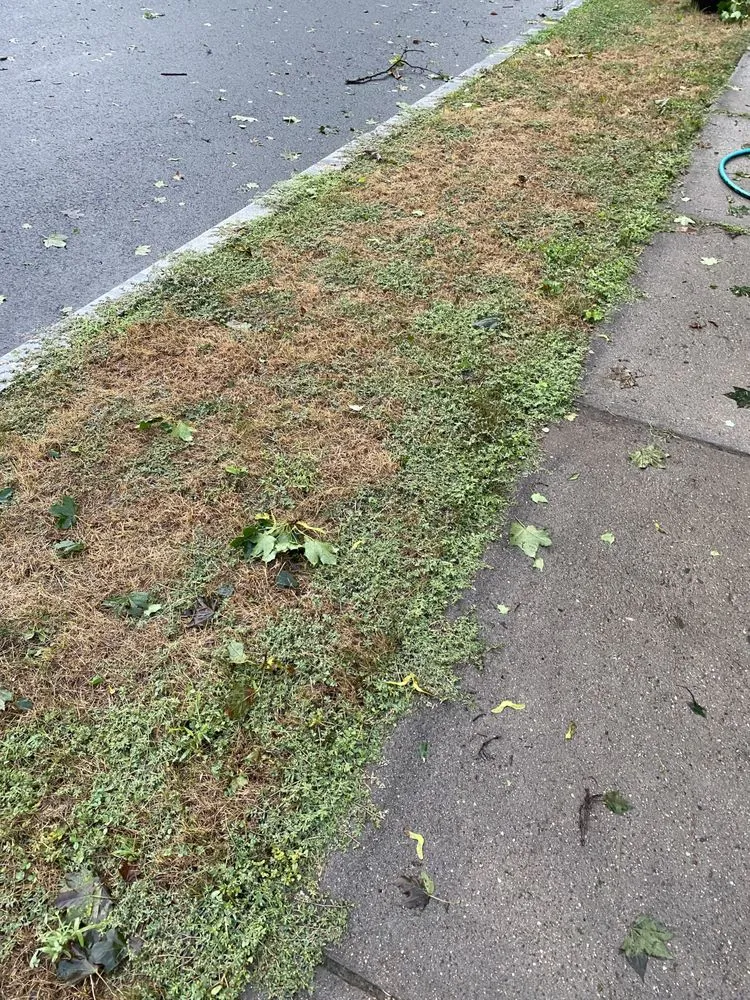 Top-rated lawn care service for beautiful yards in West Hartford, CT by Eco Turf Landscaping